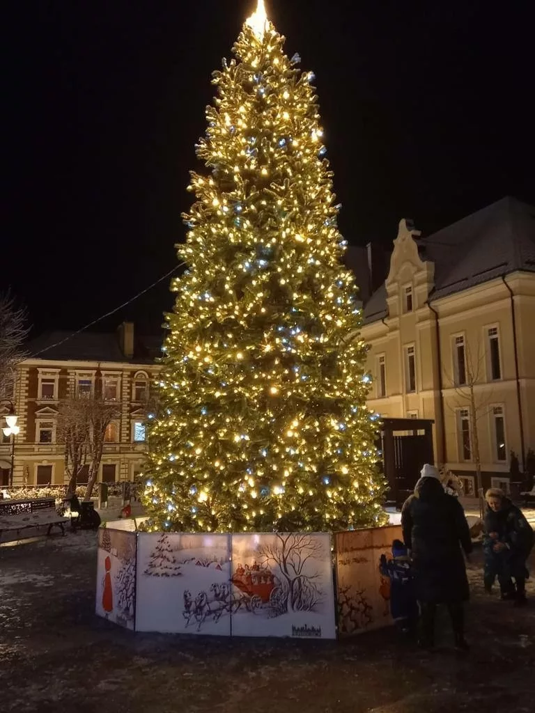 sosna_karkasnaya_uralskaya2